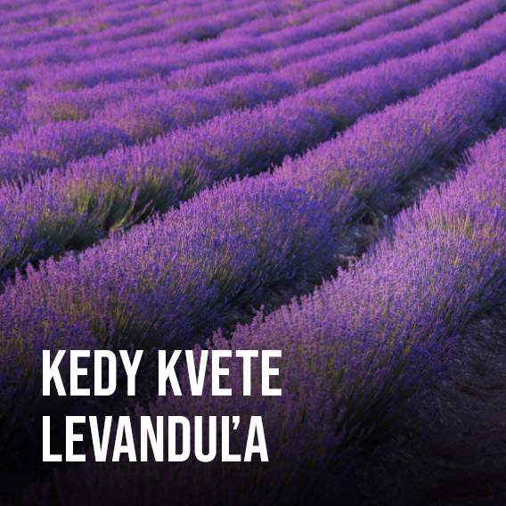 Kdy kvete Levandule
